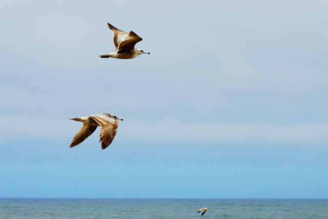 Seagulls &copy; Dennis Mojado
