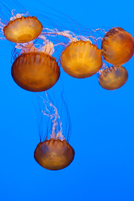 Six Sea Nettles &copy; Dennis Mojado