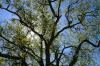 Tree and sky