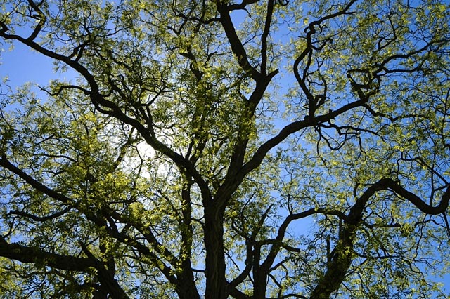Tree and sky &copy; Dennis Mojado