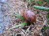 Sleeping Snail