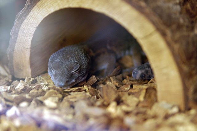 Sleeping Dragon &copy; Dennis Mojado