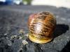 Snail