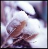 Snow Burr