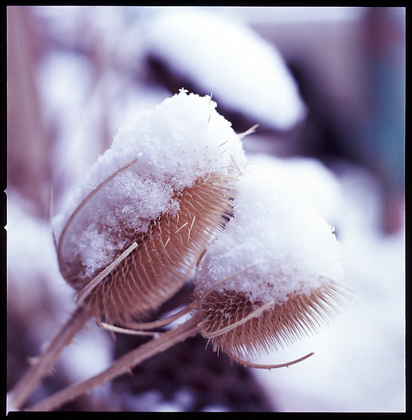 Snow Burr &copy; Dennis Mojado
