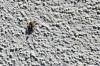 Spider Stucco