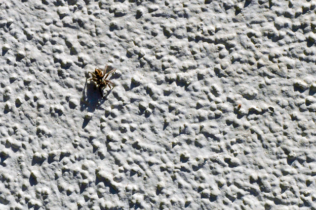 Spider Stucco &copy; Dennis Mojado