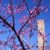 Spring Blossoms II