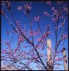 Spring Blossoms I