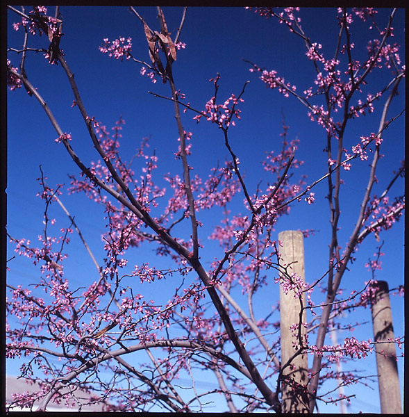 Spring Blossoms I &copy; Dennis Mojado