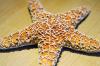 Starfish