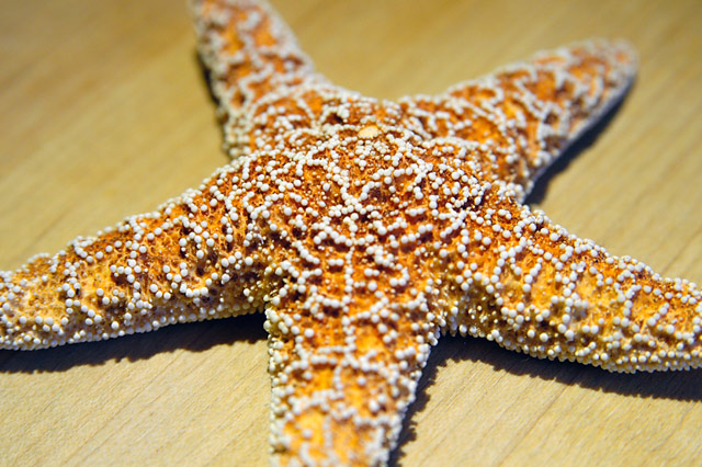 Starfish &copy; Dennis Mojado