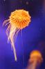 Tiny Jelly