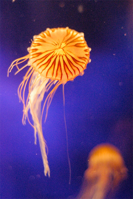 Tiny Jelly &copy; Dennis Mojado