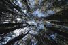 Trees surround