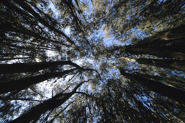 Trees surround &copy; Dennis Mojado