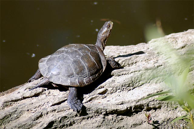 Turtle log &copy; Dennis Mojado