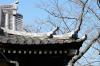 Ueno Roof