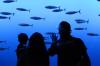 Mackerel View