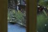 Web