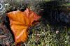 Wet Leaf