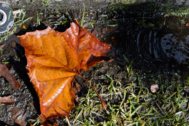 Wet Leaf &copy; Dennis Mojado