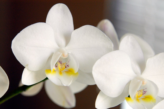 White Orchid &copy; Dennis Mojado
