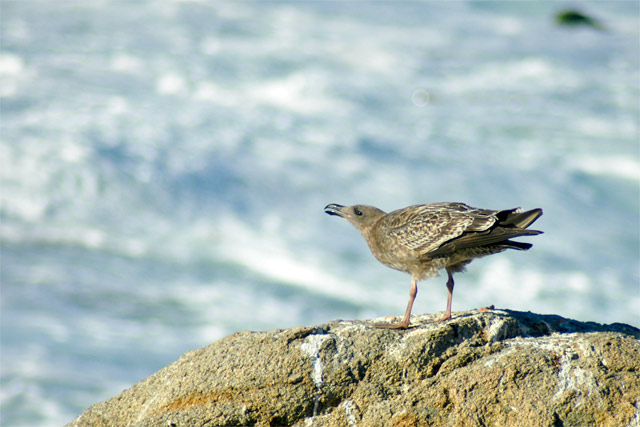 Windy Gull &copy; Dennis Mojado