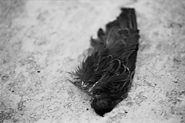 Wing &copy; Dennis Mojado