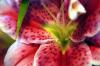 Yow! Flower (2)