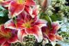 Yow! Flower