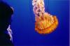 Big Monterey Jelly