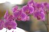 Orchid