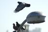 Hayward Pigeons