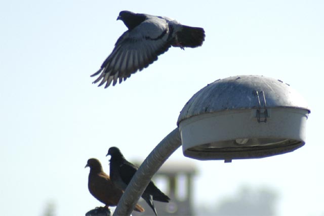 Hayward Pigeons &copy; Dennis Mojado